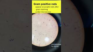 Gram Positive Rods bacteria youtubeshortsshortsgrampositivebacteriamicroscope [upl. by Kila]