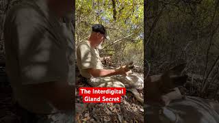 Interdigital gland secret whitetailbucks hunting deerhunting wildlife bowhunting deer [upl. by Zandt]