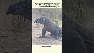 Komodo Dragon Eats Baby Goat Alive – Shocking and Raw Footage 🐉😱 shorts [upl. by Carhart579]