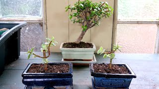 Portulacaria Afra Bonsai Repot Dwarf Jade Elephant Bush  Bonsai Project Update No2 [upl. by Lochner]