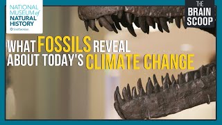 What Fossils Reveal about Todays Climate Change [upl. by Hump]