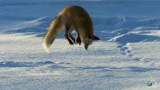 Fox Dives Headfirst Into Snow  North America [upl. by Ainek685]