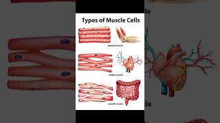 Types of muscle cell  medical knowledge shorts trending a4medical a4gav science biology [upl. by Jb396]