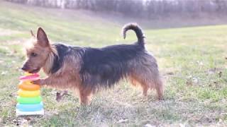 Amazing Dog Tricks  Australian Terrier Judy [upl. by Nwavahs]