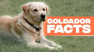 Goldador Dog Breed The Golden Retriever and Labrador Mix [upl. by Kristopher]