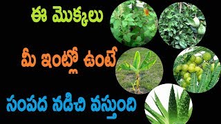 Grow these 5 devotional plants in your home  Tulasi  Maredu  Amla  Aloevera  Banana Tree [upl. by Jankell49]