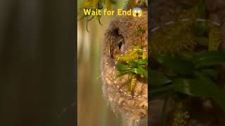 Penduline Tit how to make nest shorts viral hindi [upl. by Paolo]