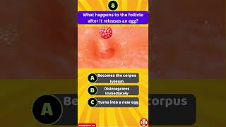 What happens to the follicle after it releases an egg [upl. by Kippar587]