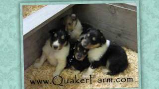 Rough Collie Puppies at Quaker Farm 3 weeks old [upl. by Ariek]