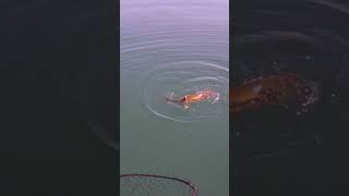 Flyrod Laker on Cayuga Lake [upl. by Lerim]