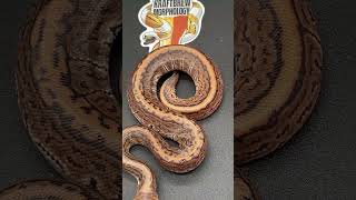 Cinnamon Pinstripe Het Ultramel Ball Python shorts shortsfeed shortvideo fyp [upl. by Tinor]