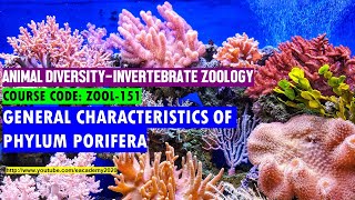 Phylum Porifera General Characteristics [upl. by Ellinehc]