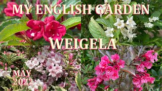 Weigela Tour  My English Garden  May 2022 [upl. by Aerdnu]