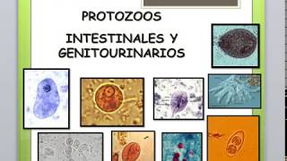 PROTOZOARIOS INTESTINALES Y GENITOURINARIOS  Prats [upl. by Oiceladni]