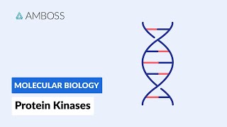 Protein Kinases Cell Signaling and Phosphorylation [upl. by Rebe]