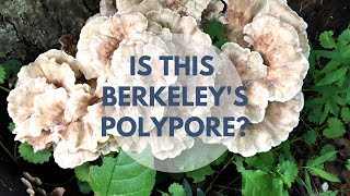 Berkeleys Polypore Mushroom Identification and Look Alike [upl. by Lednyk231]