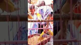 Gouldian finches sale in Chennaifinchfinchesgouldianfinchgouldiangouldianfinchesfinchesbirds [upl. by Asabi530]