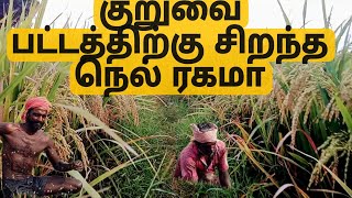 அம்பை  16 ASD 16 நெல் வகை பற்றிய தகவல்கள்asd 16 rice variety in tamil [upl. by Colette]