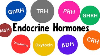 Endocrine Hormones in Just 10 min [upl. by Hamas564]