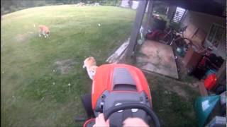 Corgi Herding Lawnmower [upl. by Vallery]