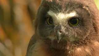 Banding Sawwhet owl chicks  Season Three [upl. by Winthorpe]