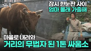 다큐 ‘가족’ 40회 2부 잠시 한눈판 사이 엄마 몰래 가출해 마을로 내려와 거리의 무법자 된 1톤 싸움소 [upl. by Arihsay199]