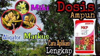 REVIEW DOSIS DAN CARA APLIKSI PUPUK MKP PERANGSANG BUAH ALPUKAT [upl. by Treve]