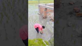 dhaan rope shorts video viral 🌱🌱🌱🌱🌱🌱🙏🙏😏😏 [upl. by Annerol]