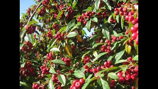 Cotoneaster  a perfect tree for a small garden  with autumn  fall berries [upl. by Kcirdahs]