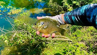 Fish Ohio SUNFISH Fishing Crystal clear water and seeing Huge carp [upl. by Damien]