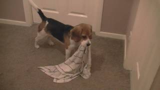 Beagle puppy carrying towel after bath time Cute [upl. by Annaik]