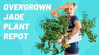 How to Repot Jade Plant From Overgrown to Thriving  Crassula Ovata [upl. by Stodder]