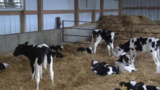 16Automatic Calf Feeder Management [upl. by Eiramanel]