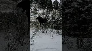 CAUGHT Moose Sheds Antler on Camera in Montana moose wildlife montana trailcam hunting [upl. by Phare]