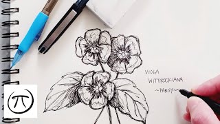 How to Draw a Pansy Flower [upl. by Gunzburg]