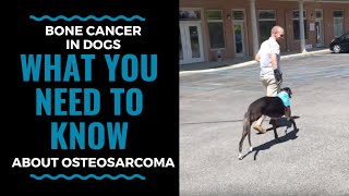 Bone Cancer in Dogs What You Need to Know About Osteosarcoma part 1 VLOG 71 [upl. by Corby]