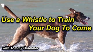 Train your dog to come with a whistle [upl. by Marybella]