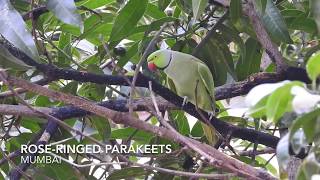 Roseringed parakeets [upl. by Alexio]