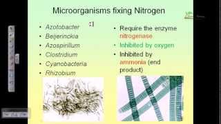 Nitrogen cycle [upl. by Eelessej411]