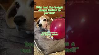 pawty beagle beagletales puppy beagleclub beaglelove cute beaglesmile dogjokes doglover [upl. by Keating]