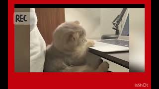 Reaccióno a vídeos graciosos de gatos 😂😂😂😂🔔👍 [upl. by Chem]