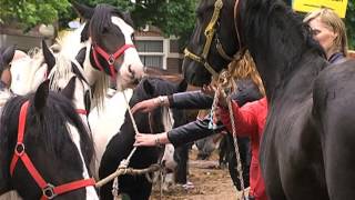 Paardenmarkt Elst blijft handel [upl. by Brady]