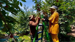 Picking sour and delicious cherry 🍒 and preparing compote and dried cherries in the garden [upl. by Nannerb659]