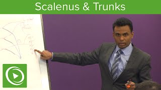 Scalenus amp Trunks Functions amp Structure – MRCS  Lecturio [upl. by Torbart858]