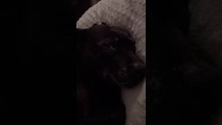 Dogs sleep chilling dogs dog doglover shortvideo shorts [upl. by Aurelia]