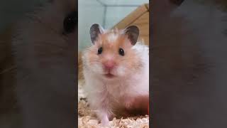 Baby long haired Syrian hamster Shorts 🐹 Cute Rodents [upl. by Banks510]