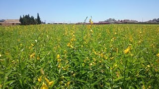 Crescent Sunn Crotalaria juncea [upl. by Knapp]