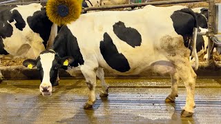 😮 🐄 Holstein Cows Farm 2024 Animal Rescue Incredible Cow Milking Smart Farming Hoof Trimming [upl. by Rajiv]