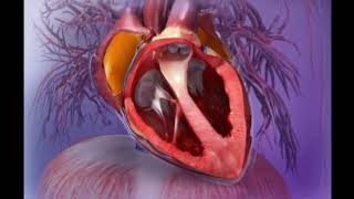 Heart function how your heart work  Cardic system in Under 2 minutes [upl. by Enihsnus]