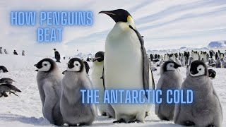 How Penguins Beat the Antarctic Cold [upl. by Eilrebmik]